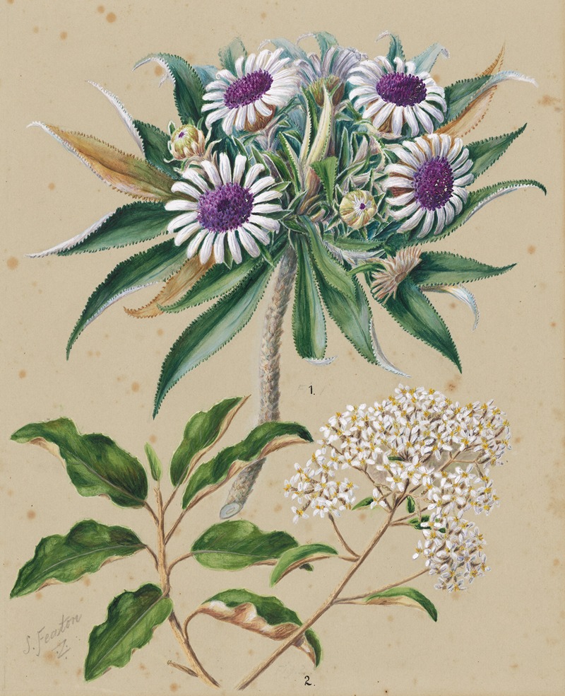 Sarah Featon - Olearia angustifolia; mutton bird scrub, Teteaweka; Olearia frufuracea; Akipirau