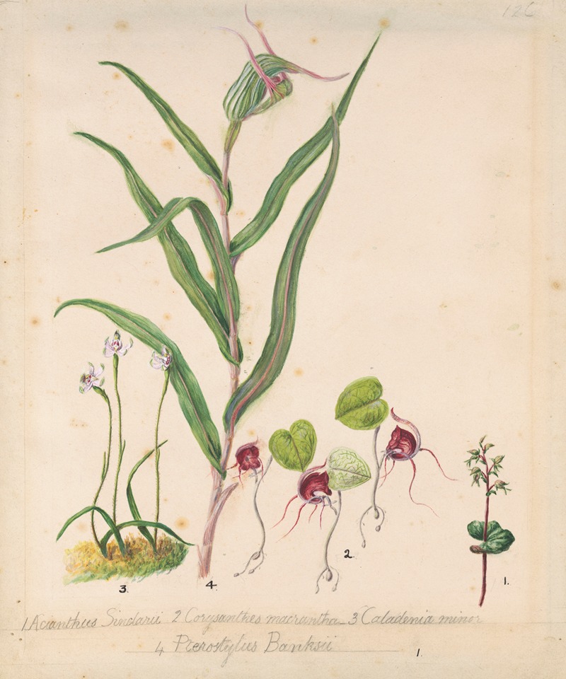 Sarah Featon - Pixie cap orchid, Acianthus sinclairii; Spider orchid, Corybas macranthus; Caladenia minor; Tutukiwi, Greenhood orchid, Pterostylis banksii