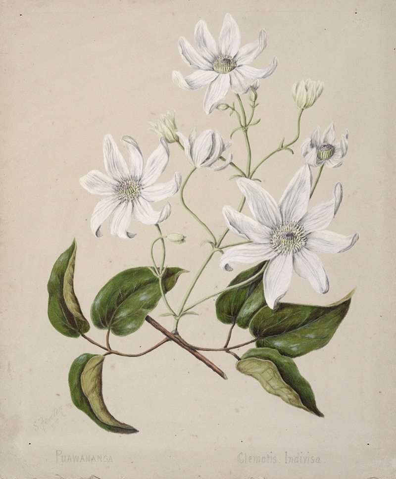 Sarah Featon - Puawananga – Clematis indivisa