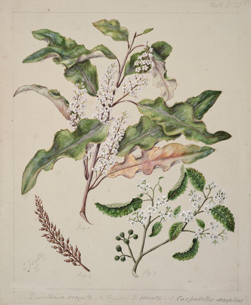 Sarah Featon - Quintinia serrata; Carpodetus serratus
