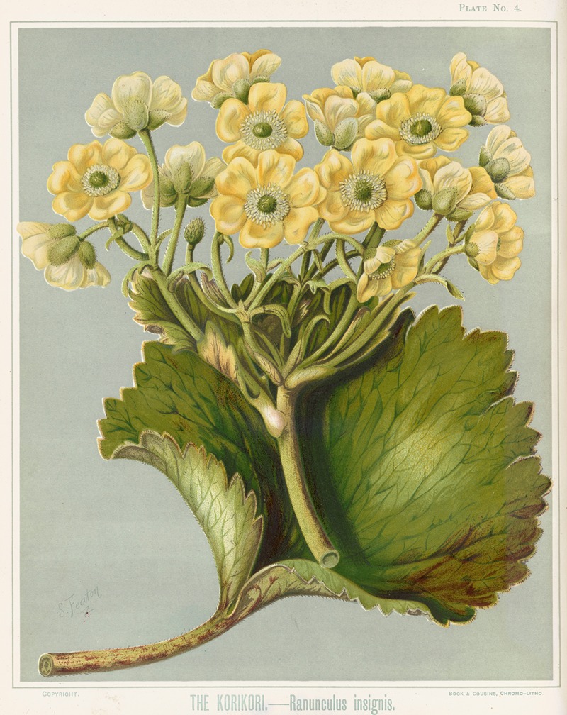 Sarah Featon - The Korikori. – Ranunculus insignis. Plate 4