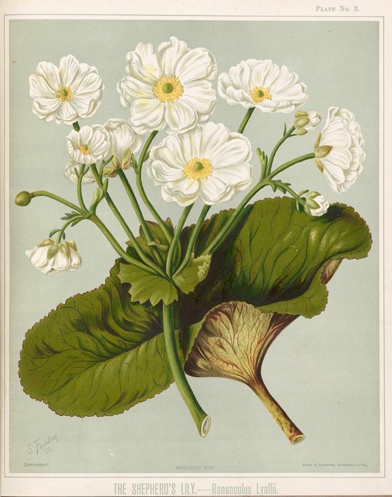 Sarah Featon - The Shepherd’s Lily. – Ranunculus lyallii. Plate 3