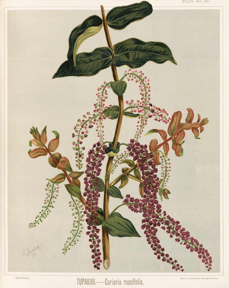 Sarah Featon - Tupakihi. – Coriaria ruscifolia. Plate 25