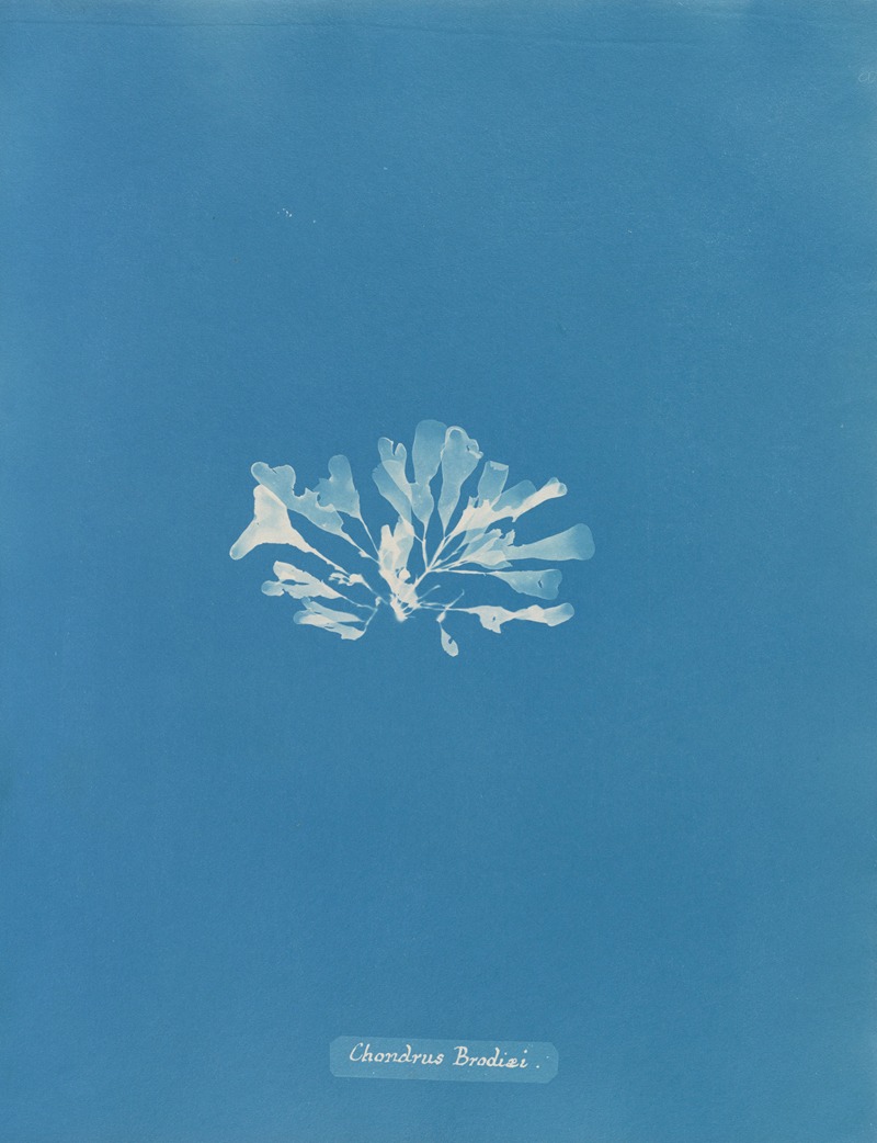 Anna Atkins - Chondrus Brodiæi