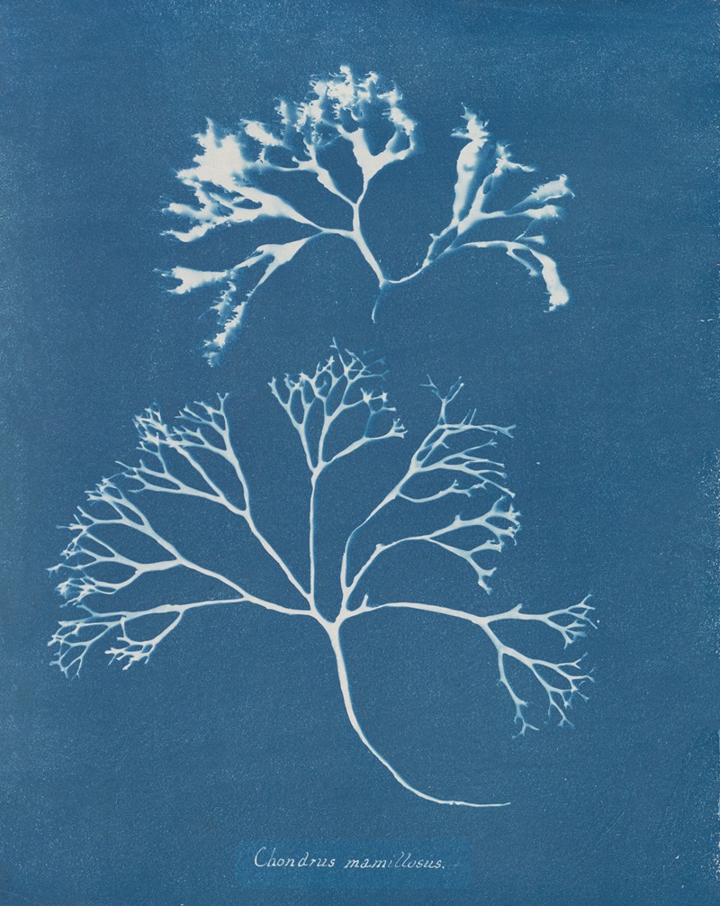 Anna Atkins - Chondrus mamillosus