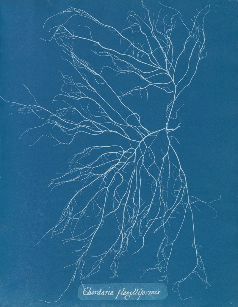 Anna Atkins - Chordaria flagelliformis