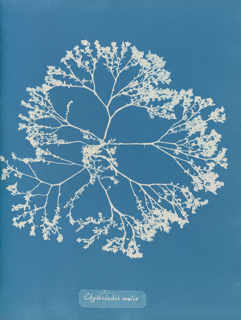 Anna Atkins - Chylocladia ovalis.