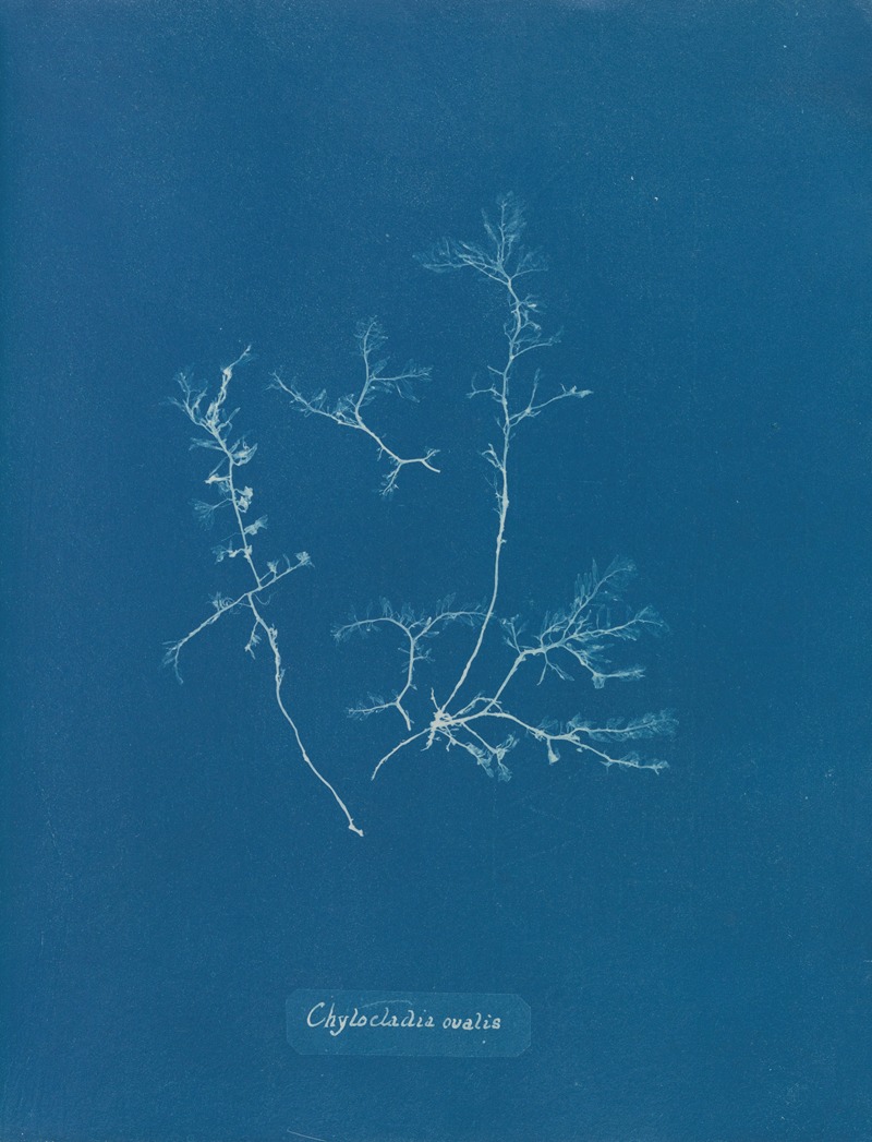 Anna Atkins - Chylocladia ovalis