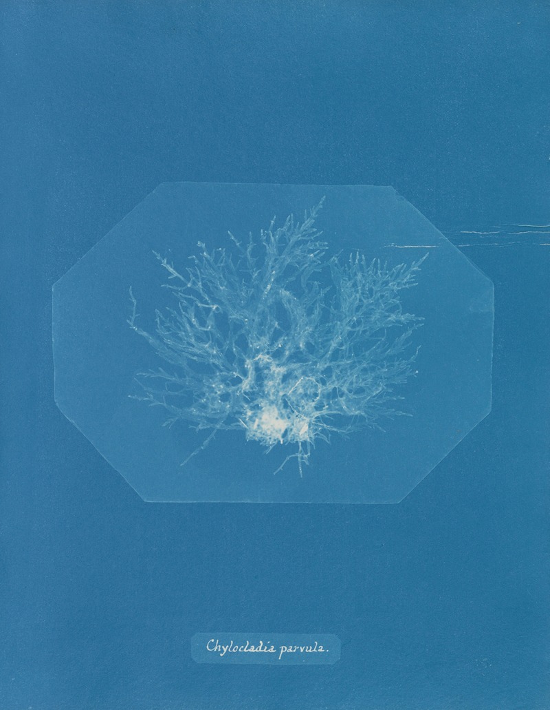 Anna Atkins - Chylocladia parvula