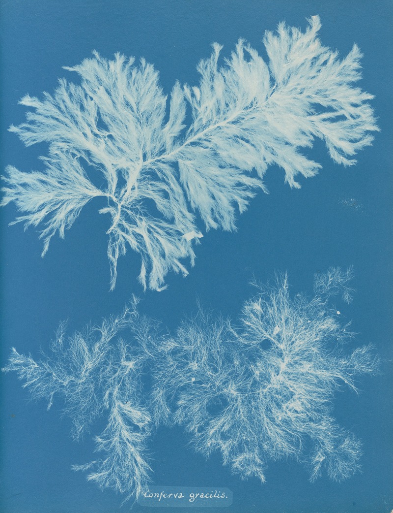 Anna Atkins - Conferva gracilis