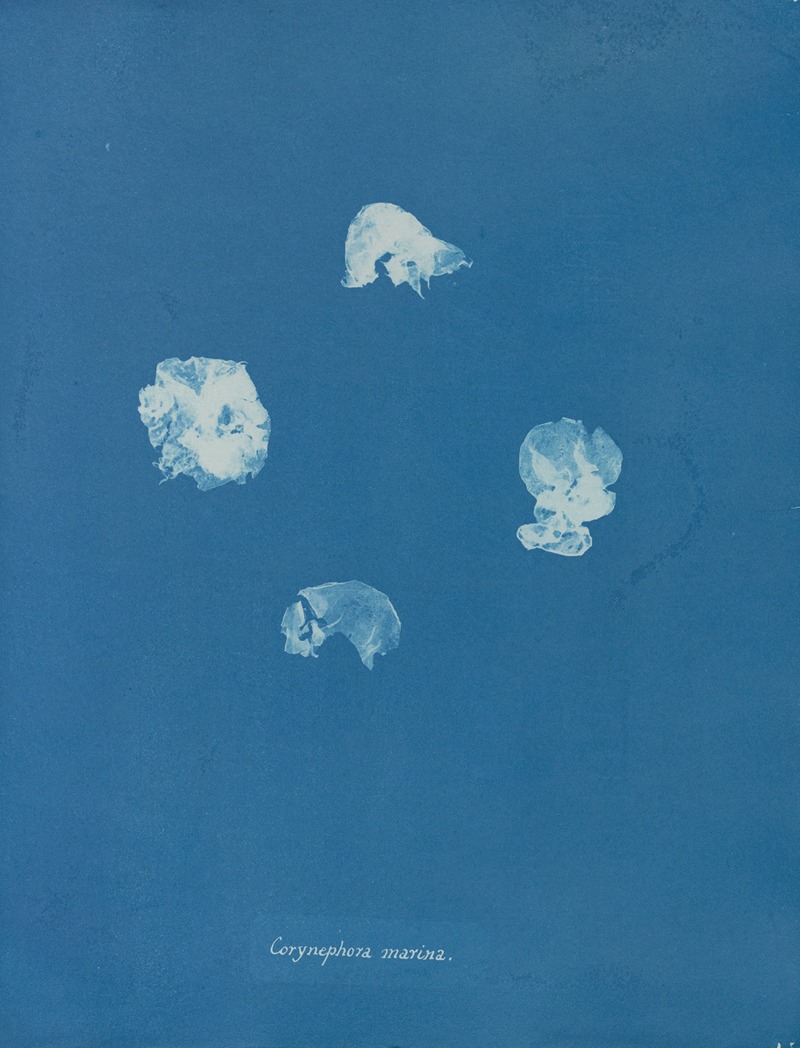 Anna Atkins - Corynephora marina