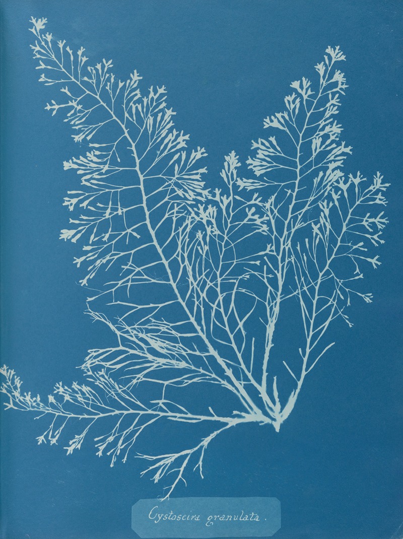 Anna Atkins - Cystoseira granulata