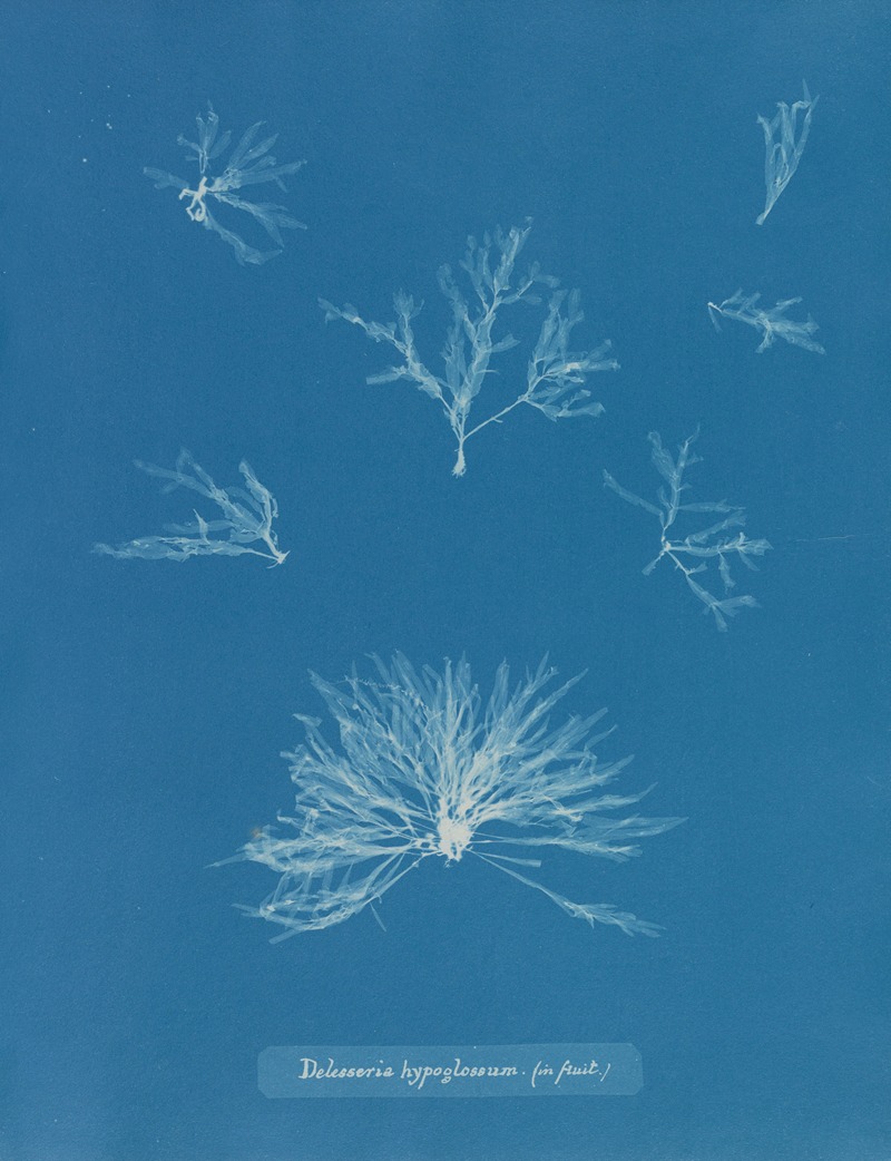 Anna Atkins - Delesseria hypoglossum (in fruit)