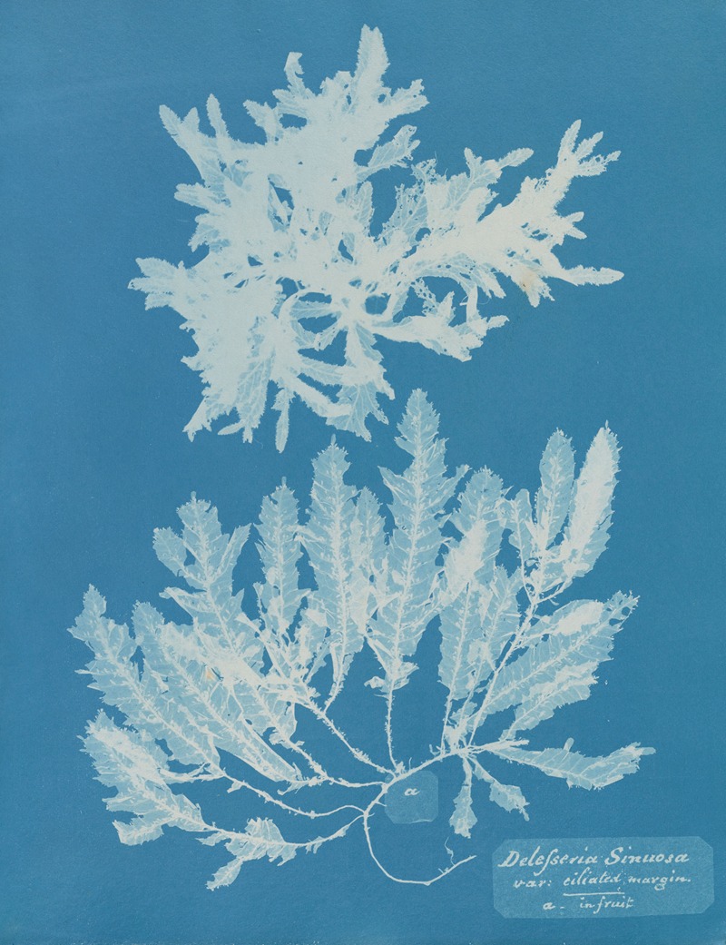 Anna Atkins - Delesseria Sinuosa va. ciliated margin a. in fruit