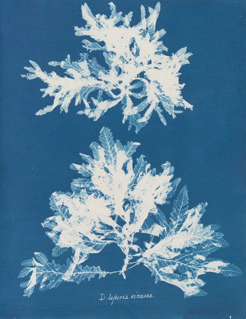 Anna Atkins - Delesseria sinuosa