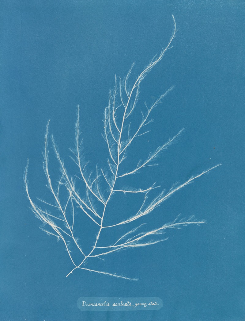 Anna Atkins - Desmarestia aculeata, young state