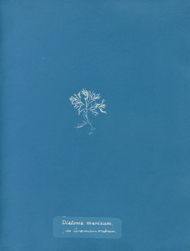 Anna Atkins - Diatoma marinum, on Ceramium rubrum