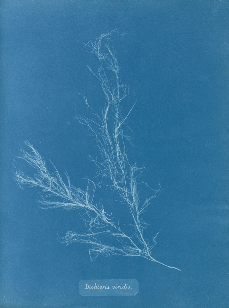 Anna Atkins - Dichloria viridis.