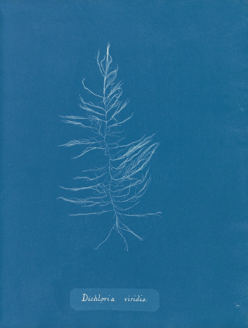 Anna Atkins - Dichloria viridis