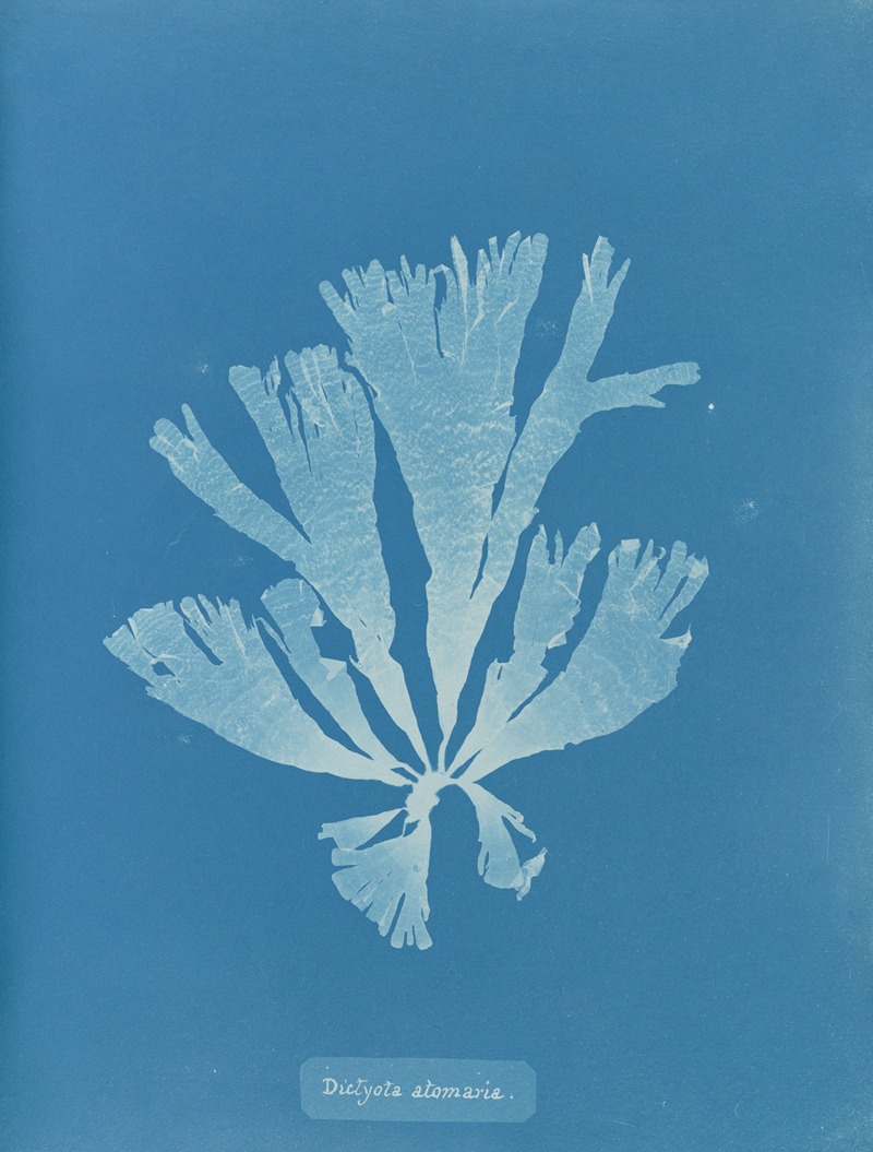 Anna Atkins - Dictyota atomaria