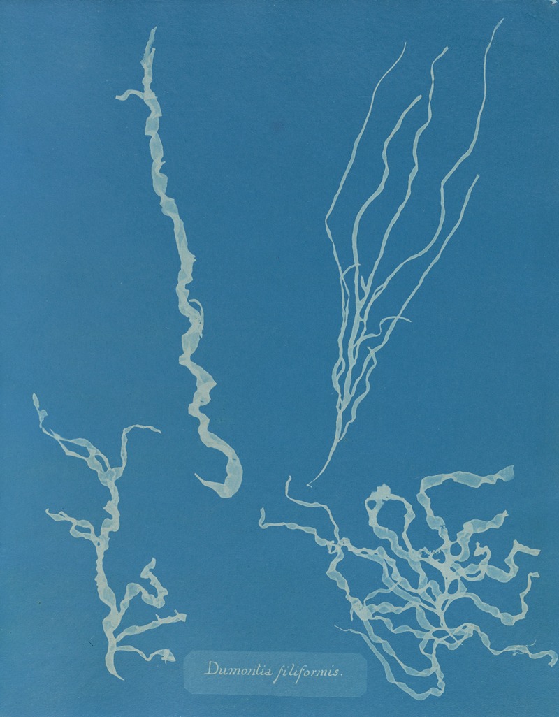 Anna Atkins - Dumontia filiformis