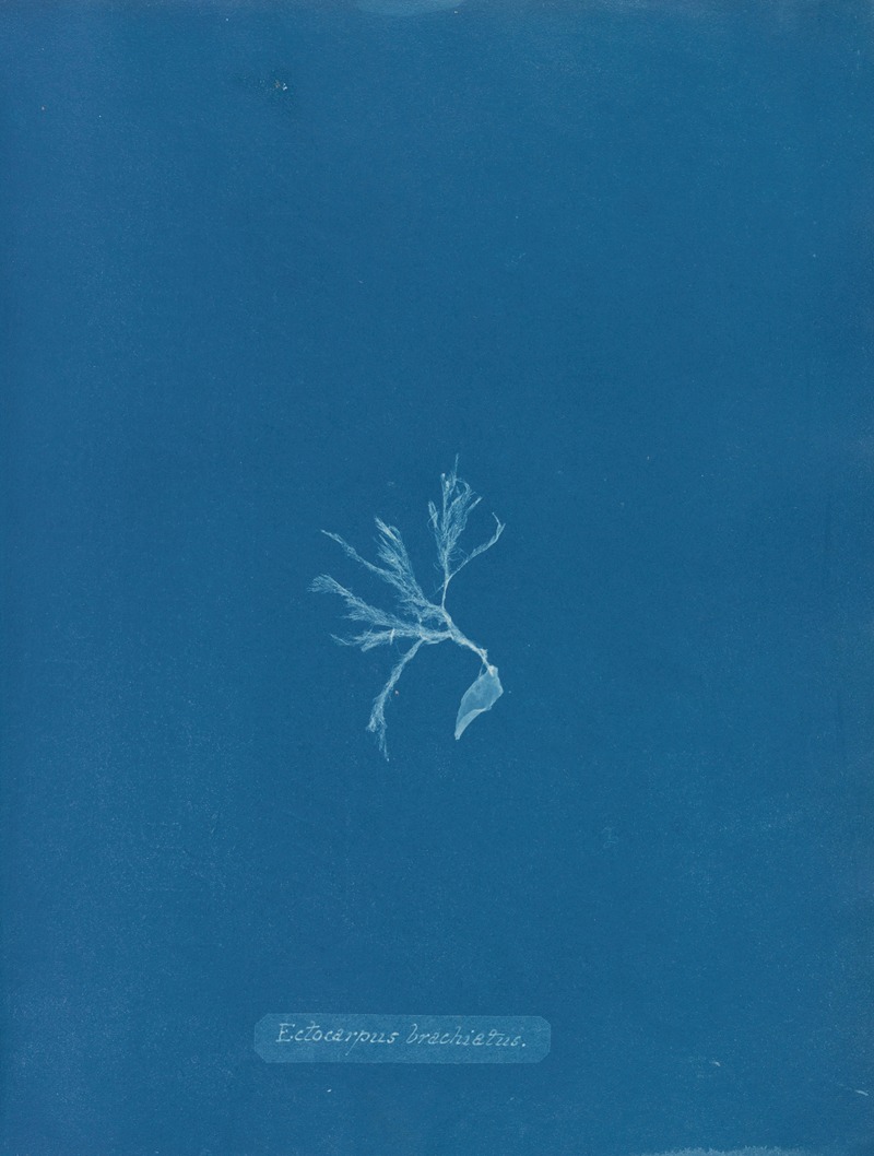 Anna Atkins - Ectocarpus brachiatus.