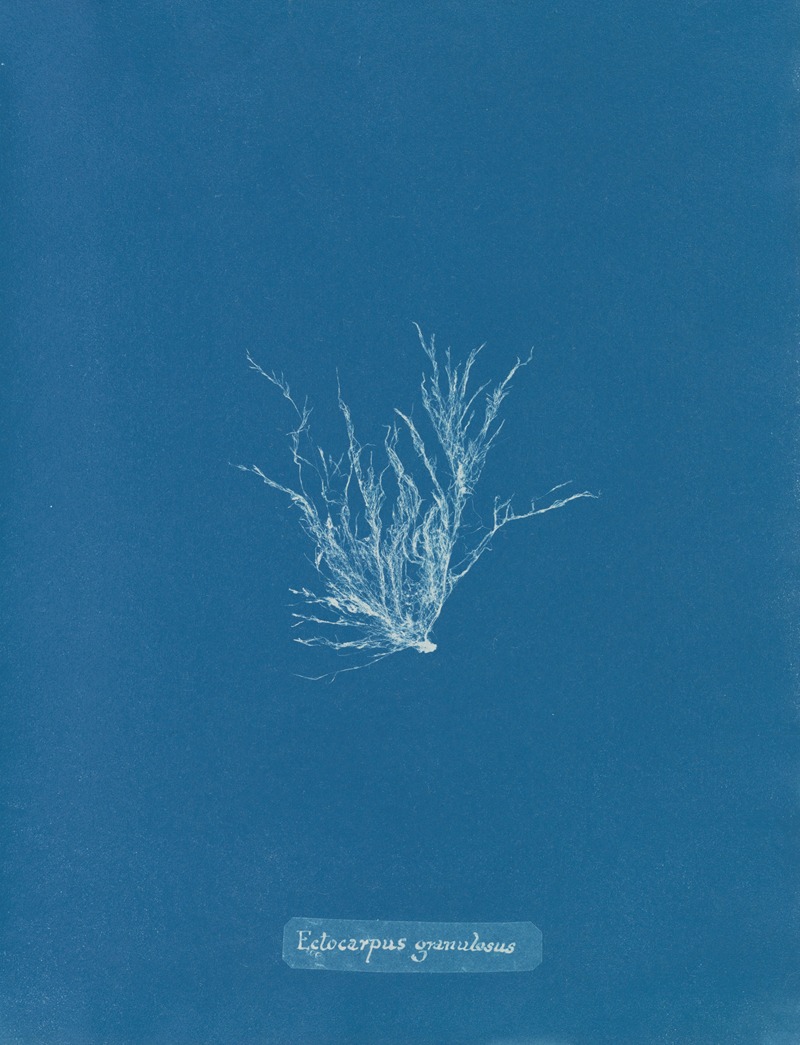 Anna Atkins - Ectocarpus granulosus