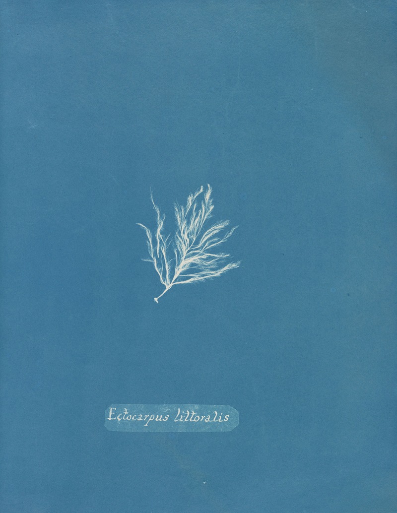 Anna Atkins - Ectocarpus littoralis