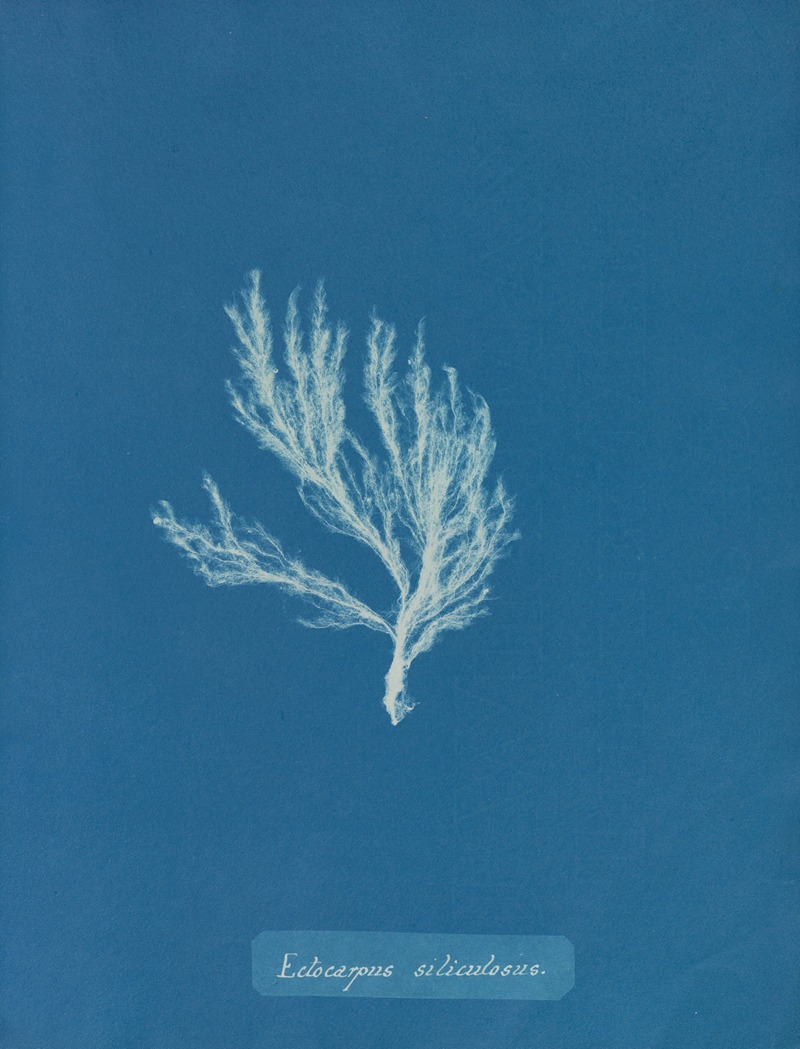 Anna Atkins - Ectocarpus siliculosus.