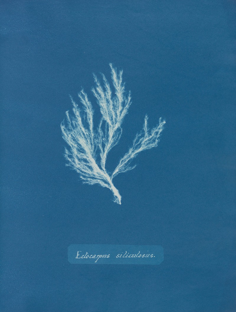 Anna Atkins - Ectocarpus siliculosus