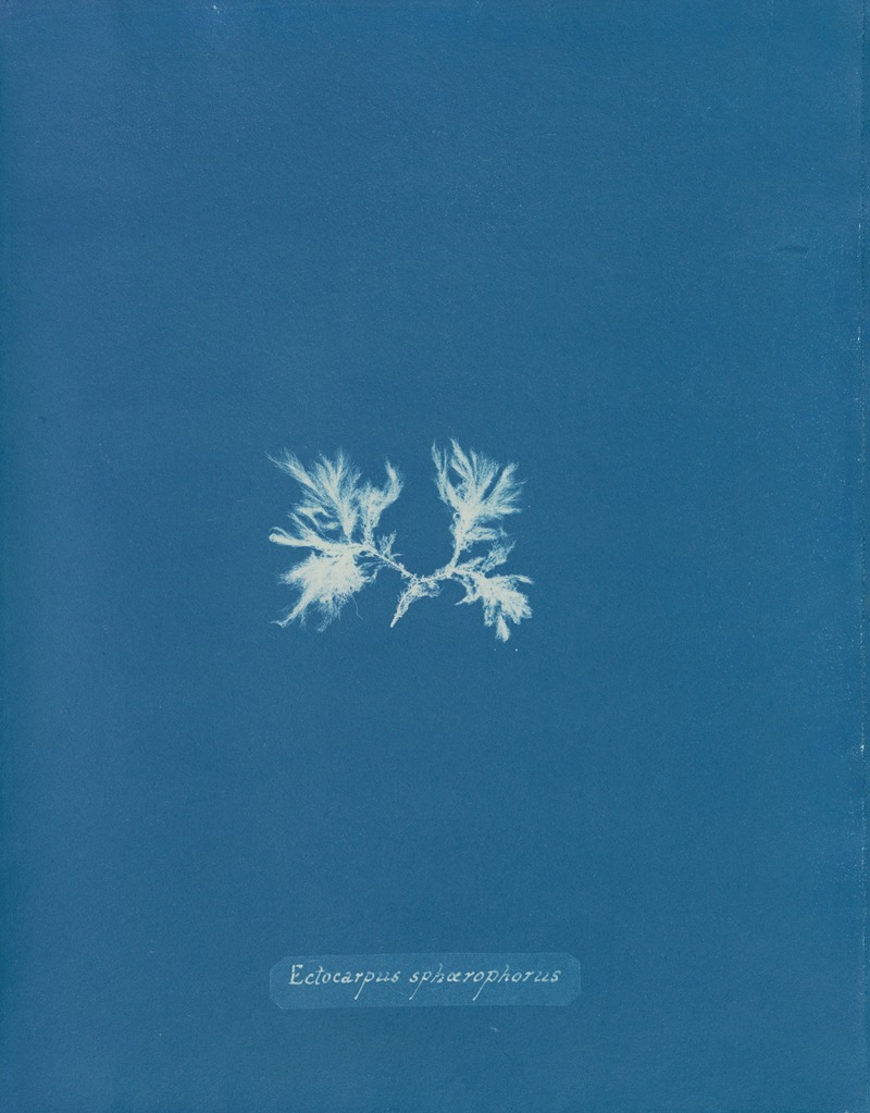 Anna Atkins - Ectocarpus sphærophorus