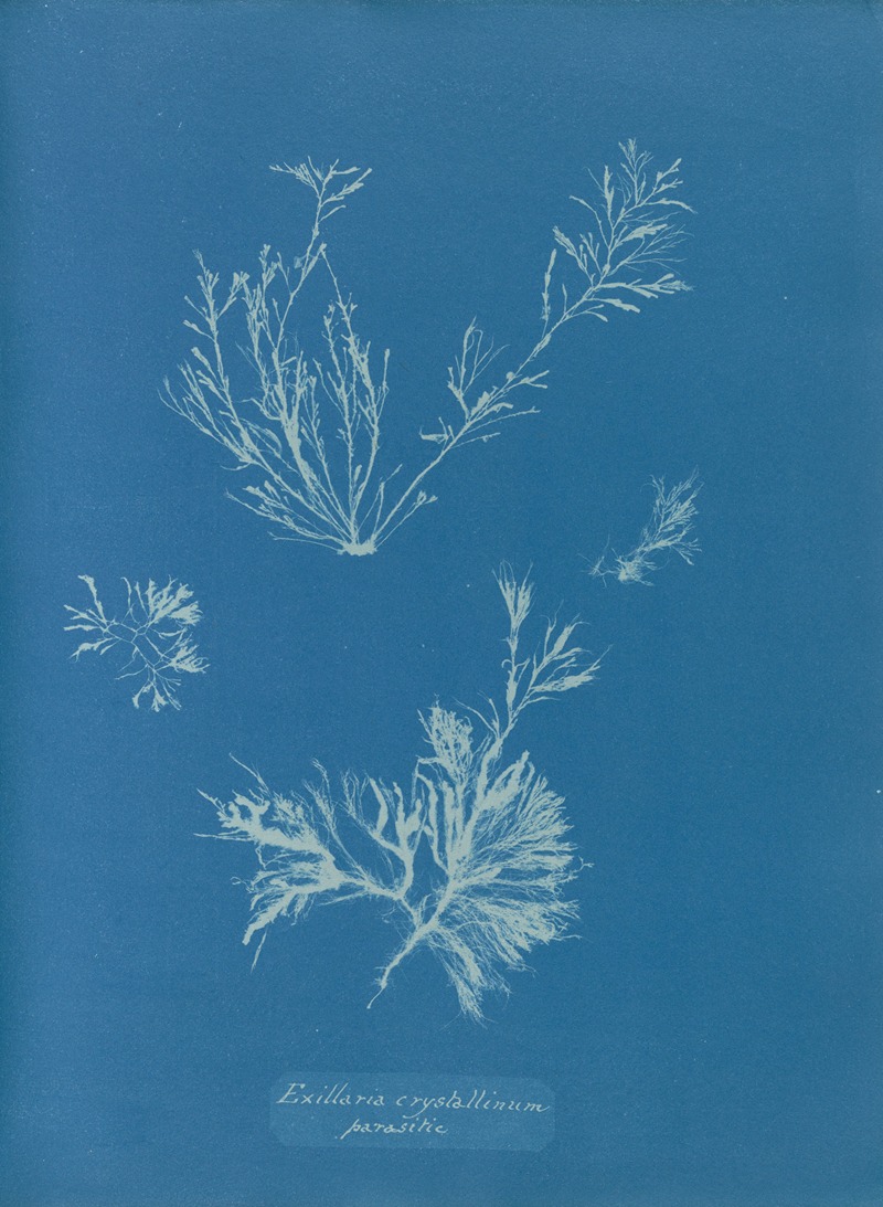 Anna Atkins - Exilaria crystallinum, parasitic