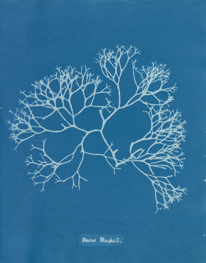 Anna Atkins - Fucus Machaii