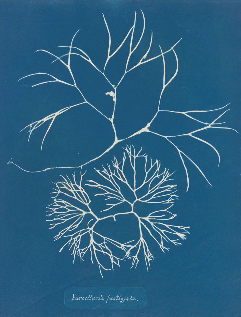 Anna Atkins - Furcellaria fastigiata.