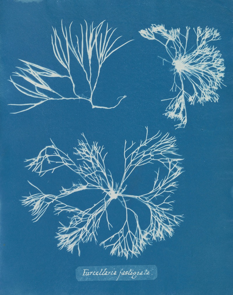 Anna Atkins - Furcellaria fastigiata