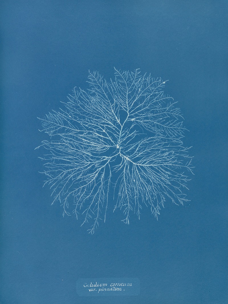 Anna Atkins - Gelideum corneum var. pinnatum