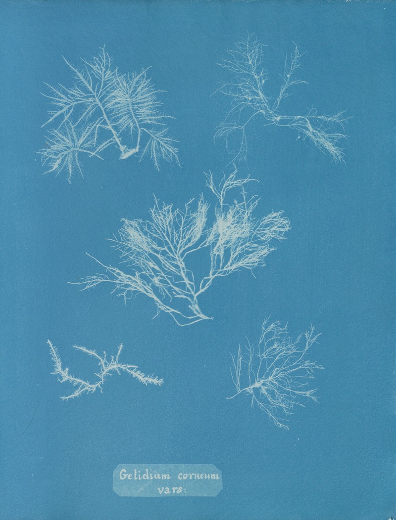 Anna Atkins - Gelidium corneum vars.