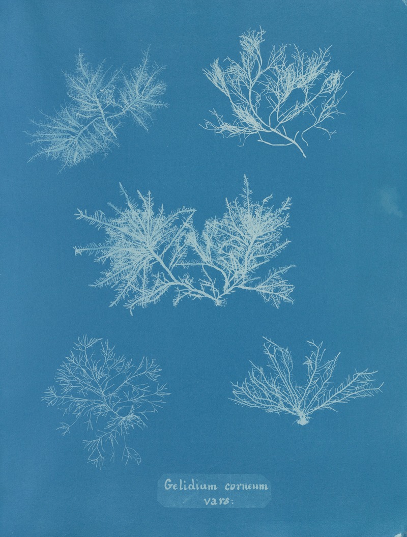 Anna Atkins - Gelidium corneum vars