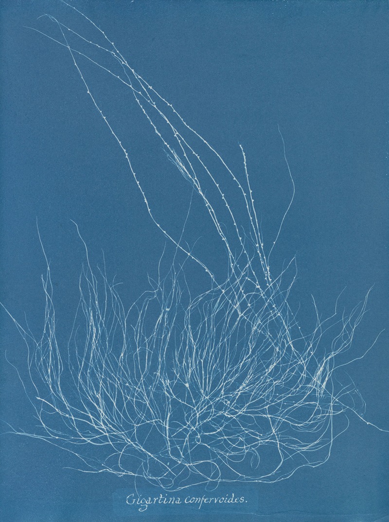 Anna Atkins - Gigartina confervoides