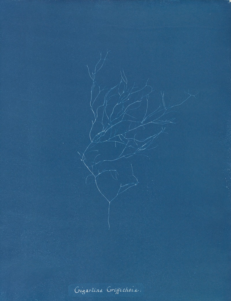 Anna Atkins - Gigartina Griffithsiae