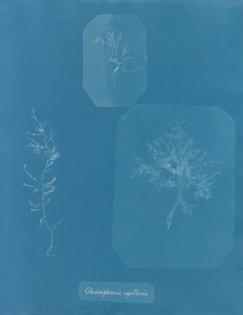 Anna Atkins - Gloiosiphonia capillaris