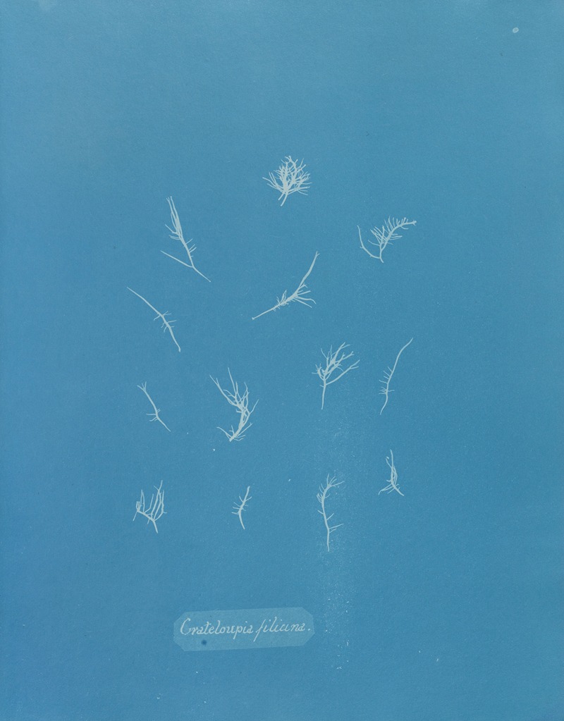 Anna Atkins - Grateloupia filicina