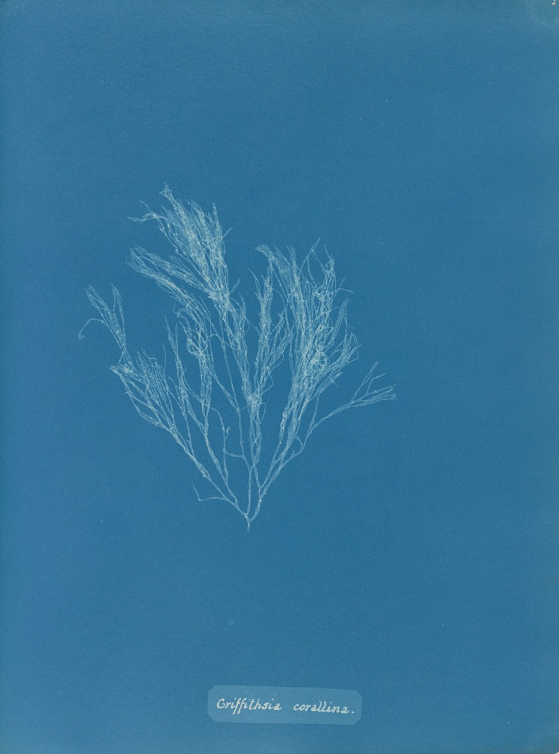 Anna Atkins - Griffithsia corallina.