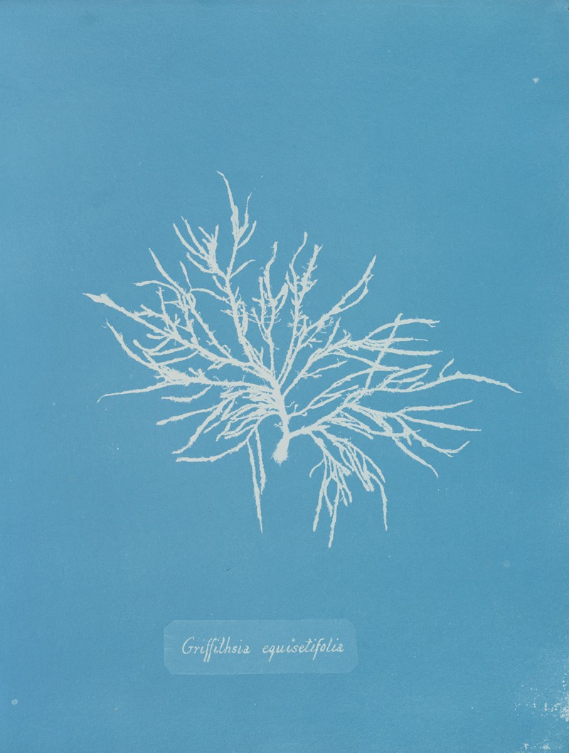 Anna Atkins - Griffithsia equisetifolia