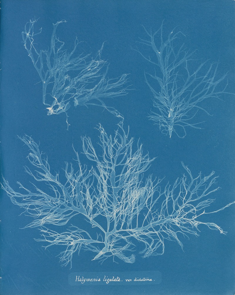 Anna Atkins - Halymenia ligulata var. dichotoma