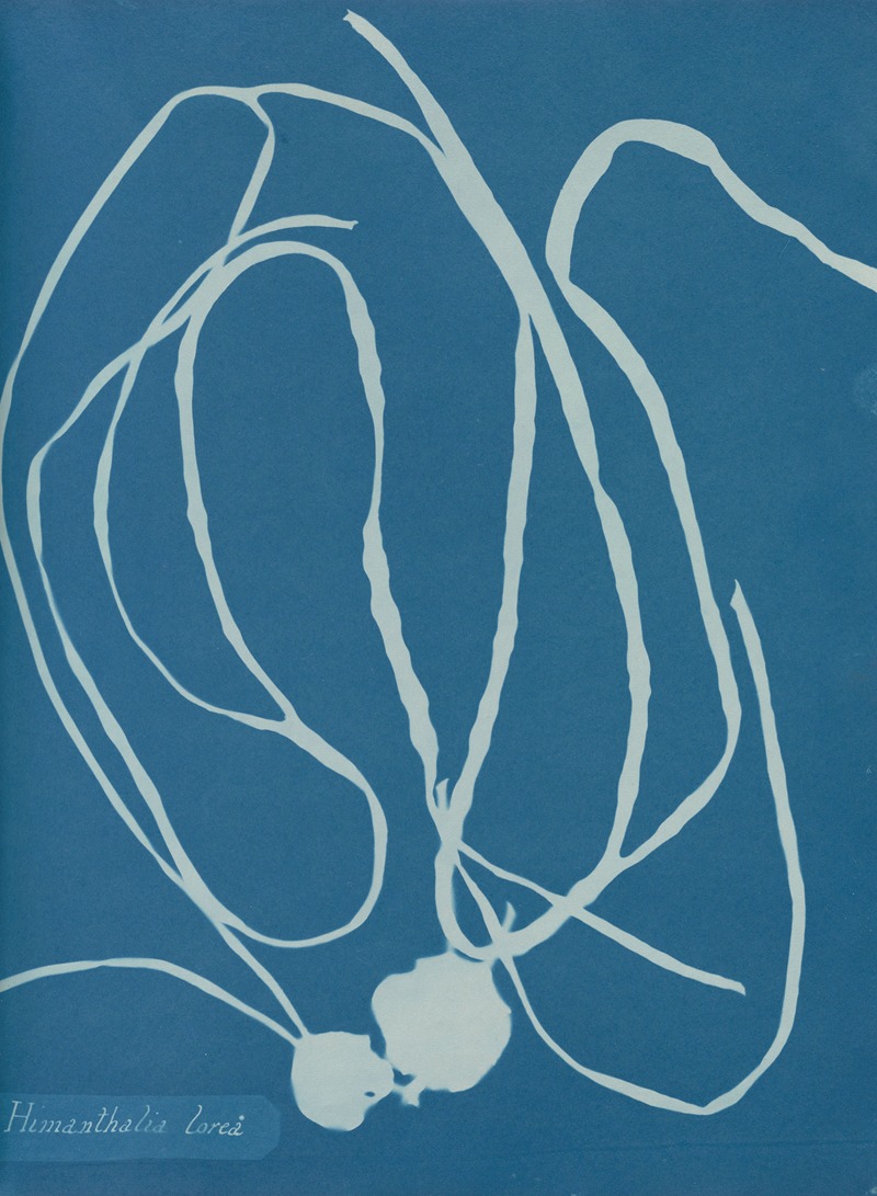 Anna Atkins - Himanthalia lorea