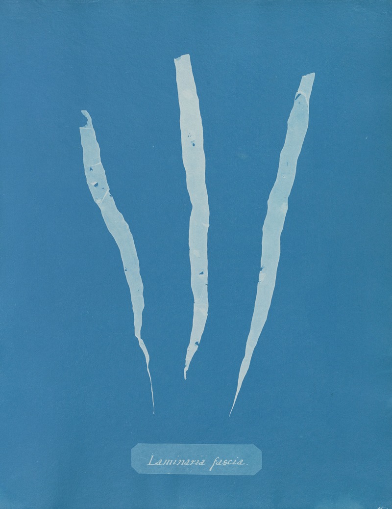 Anna Atkins - Laminaria fascia.