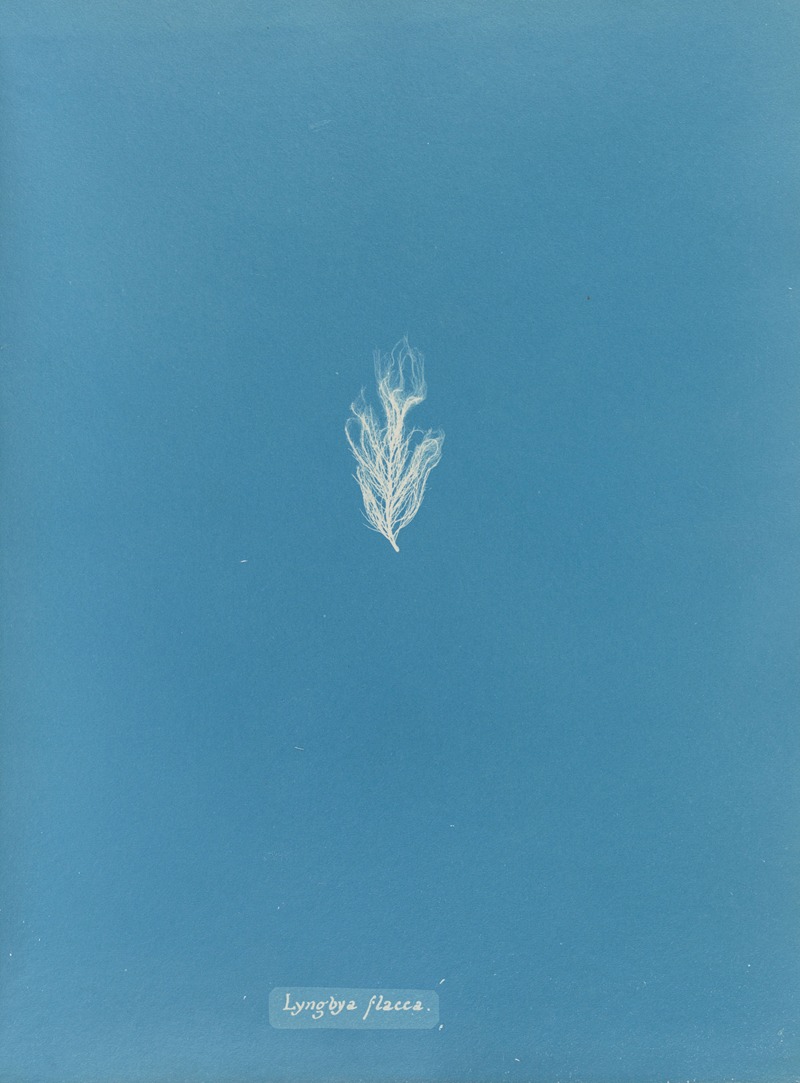 Anna Atkins - Lyngbya flacca