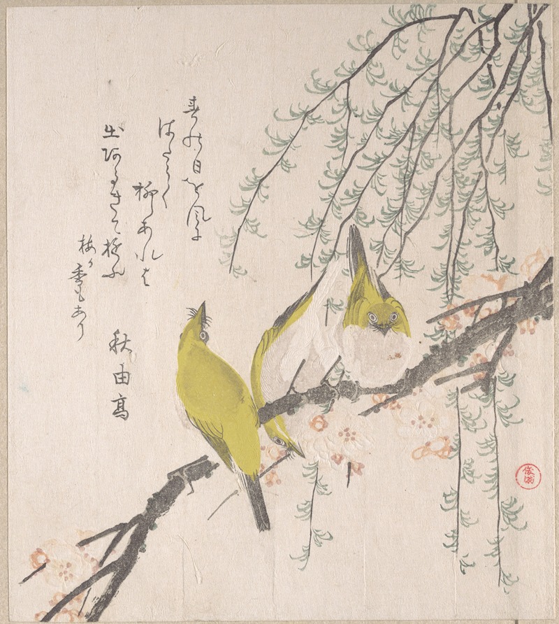 Kubo Shunman - Japanese White-eyes with Plum Tree and Willow, from Spring Rain Surimono Album (Harusame surimono-jō, vol. 3)