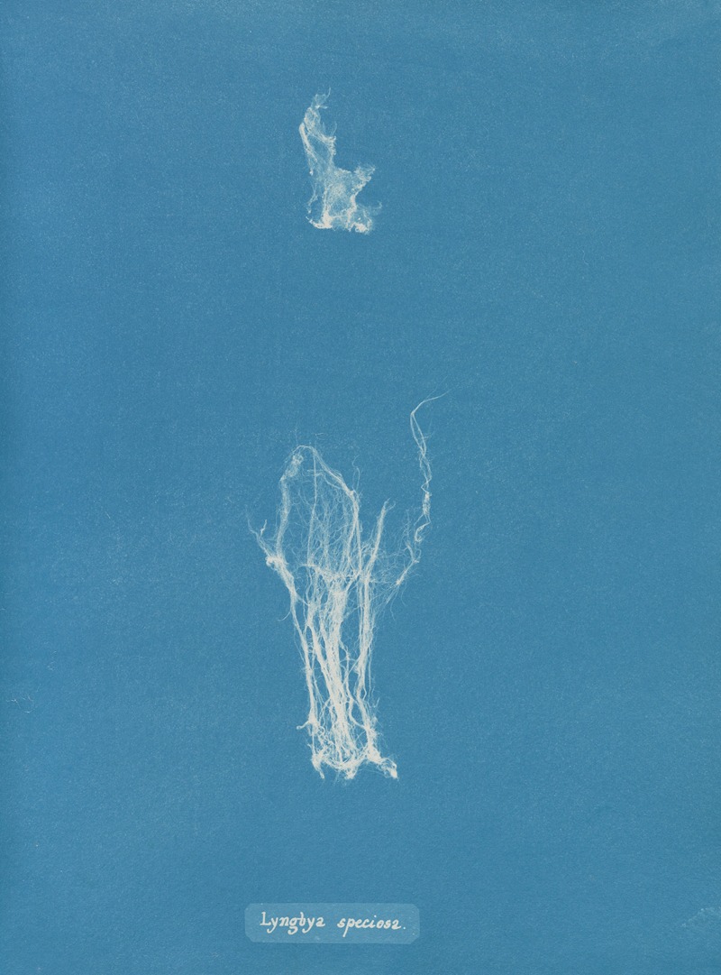 Anna Atkins - Lyngbya speciosa